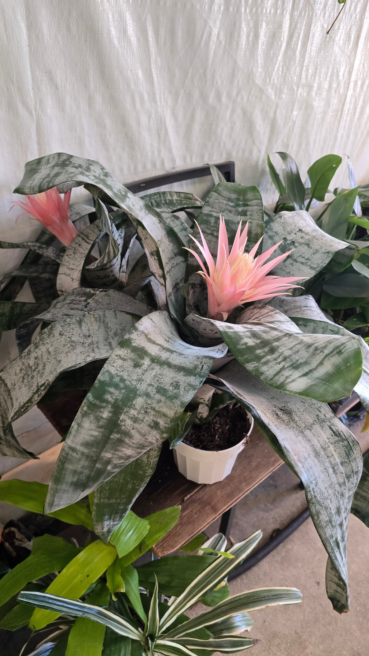 6 inch Pot- Bromelia Aechmea (Pink Flower) get similar to picture
