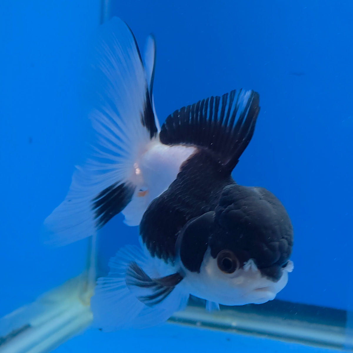 Thai Oranda Panda 3.00" Body Female (FEB-755)R2B07