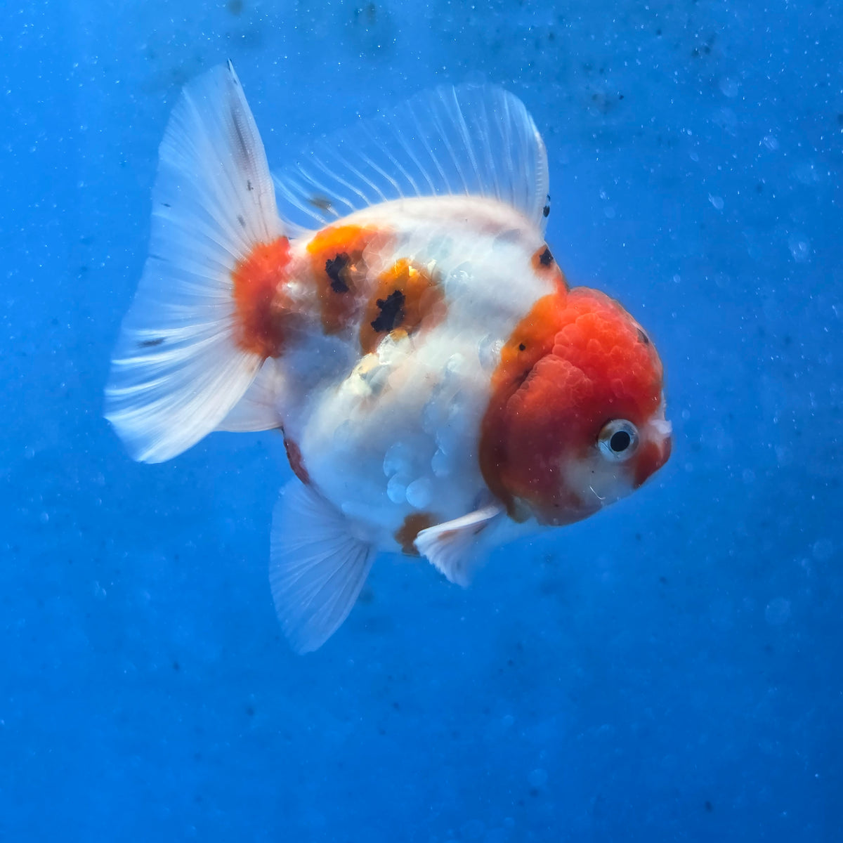 Thai Oranda Red Cap Tri color Sakuda Godzilla 4 inch Body male (G-FEB-112)BlueTubB