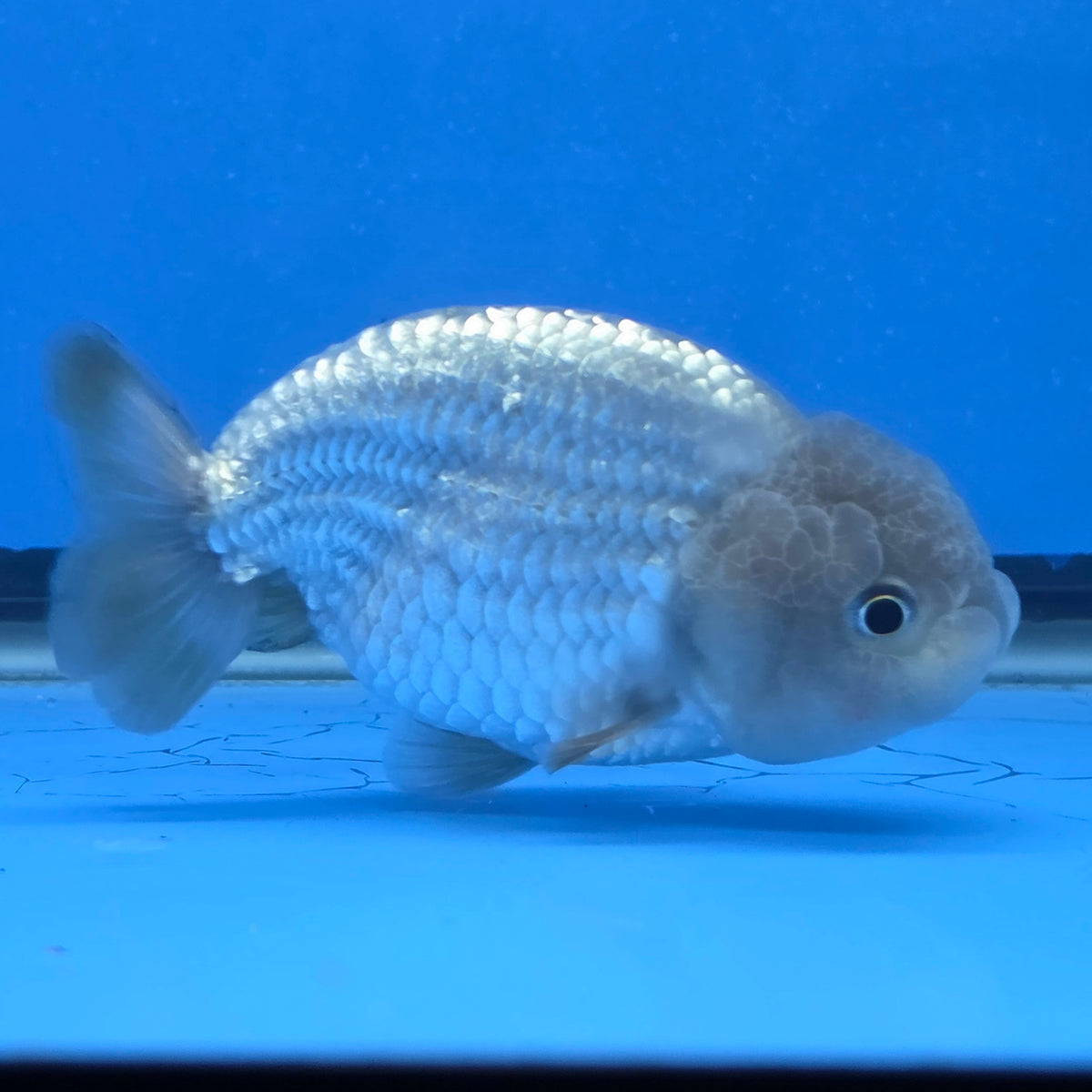 Thai Ranchu 2.50" Body Female (FEB-816)R2B05