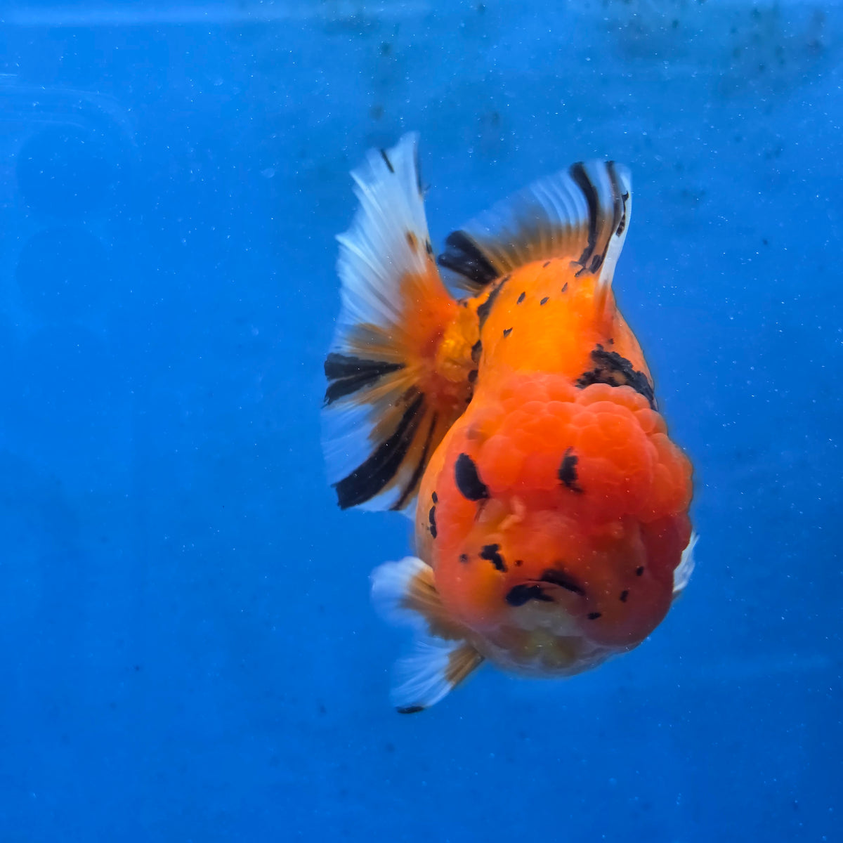 Thai Oranda Red Tiger Sakura Godzilla 5 inch Orchid Tail Body Female (G-FEB-107)BlueTubB