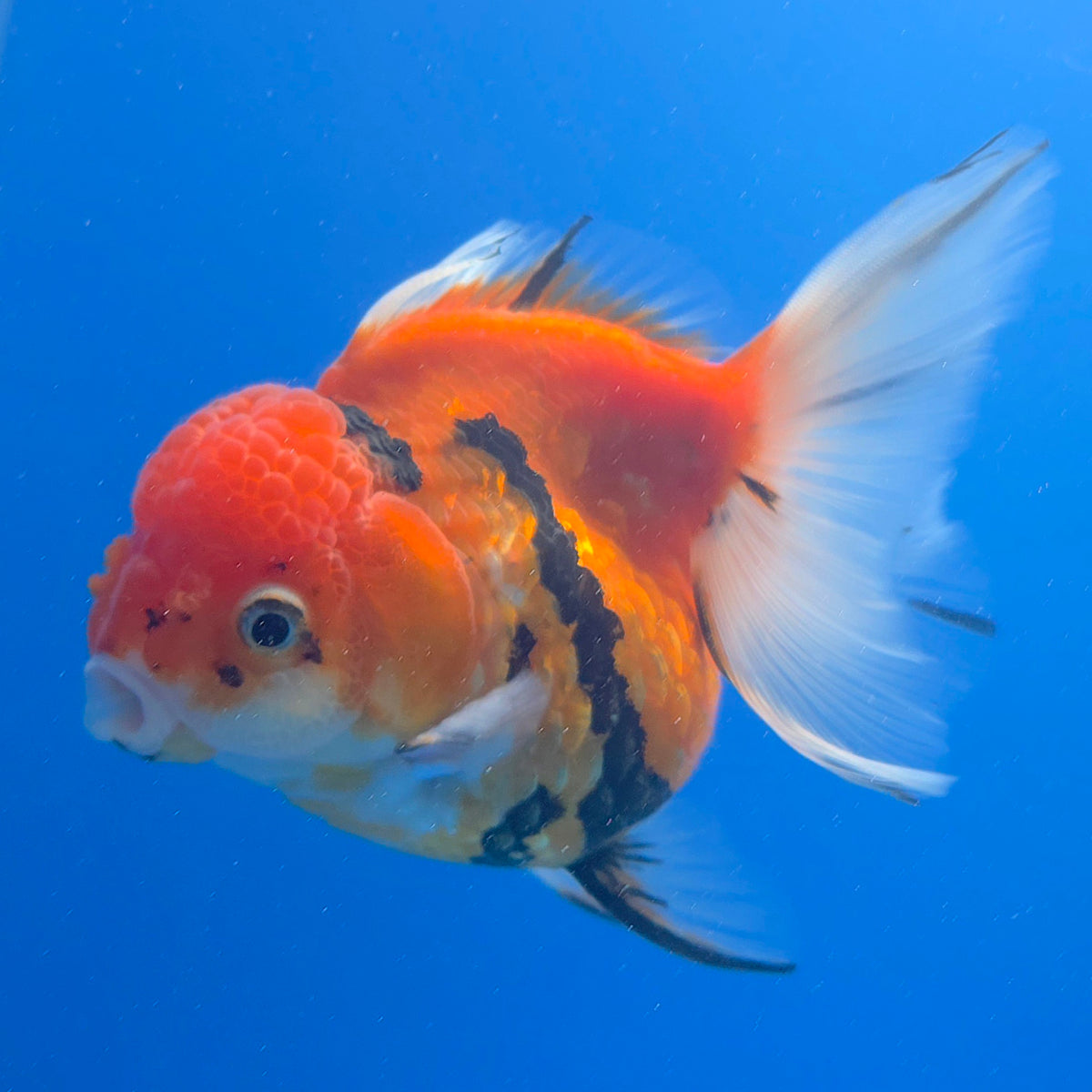 Thai Oranda Red Apache 3.80" Body Female (FEB-804)R1B04