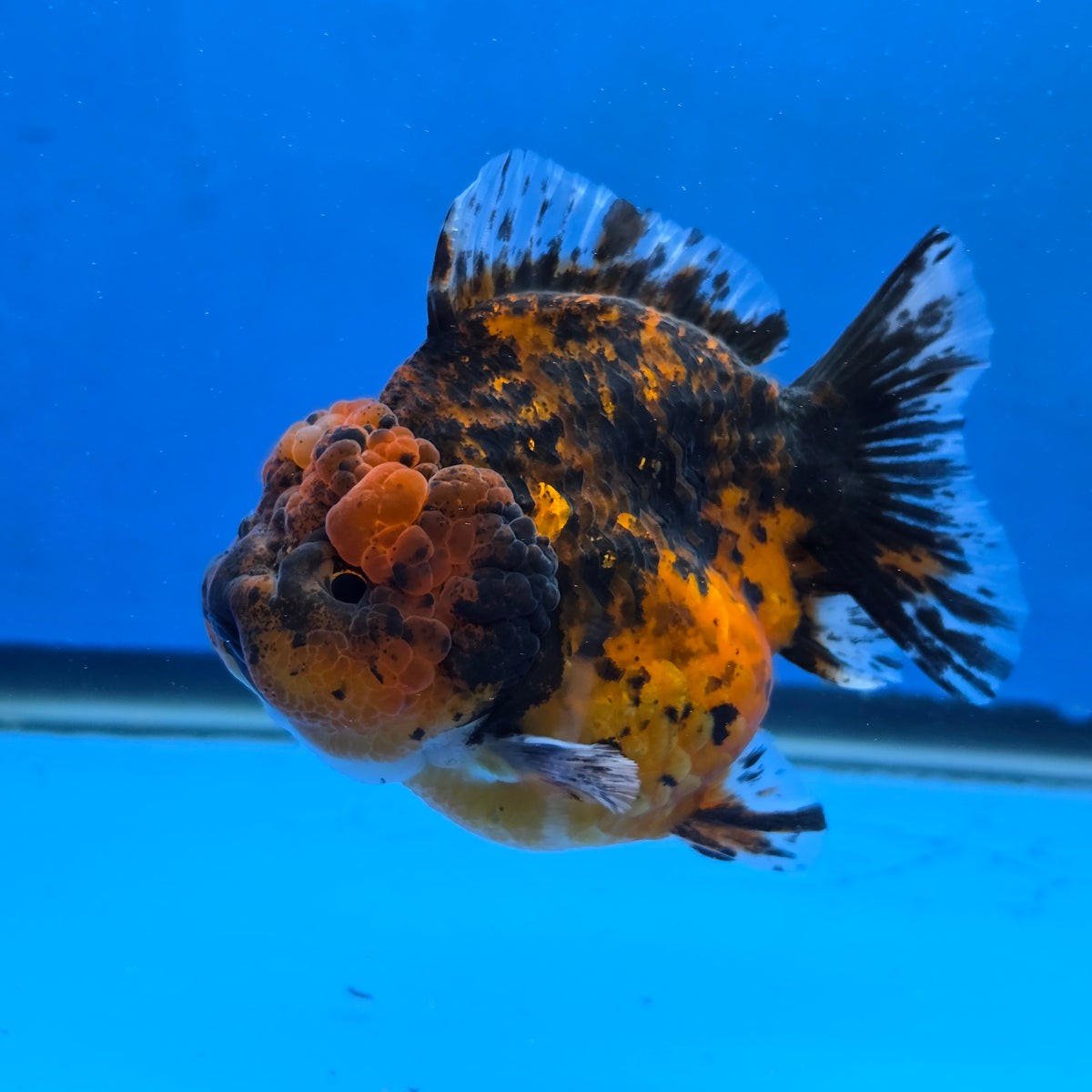 Thai Oranda Red Red Kirin Godzilla 4 inch Body Female (G-FEB-111)BlueTubB