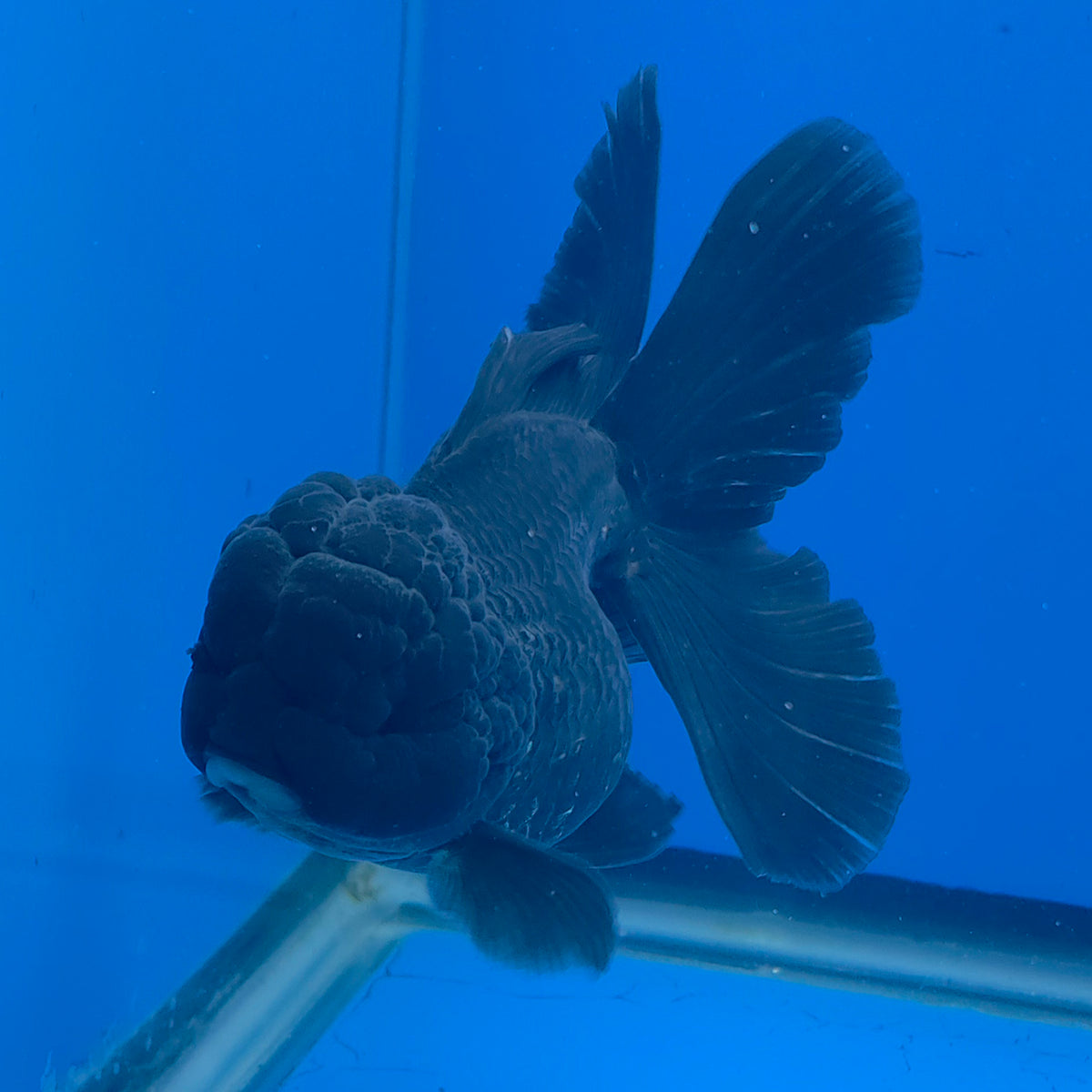Thai Oranda Super Black 3.5" Body Female (FEB-773)R2B07