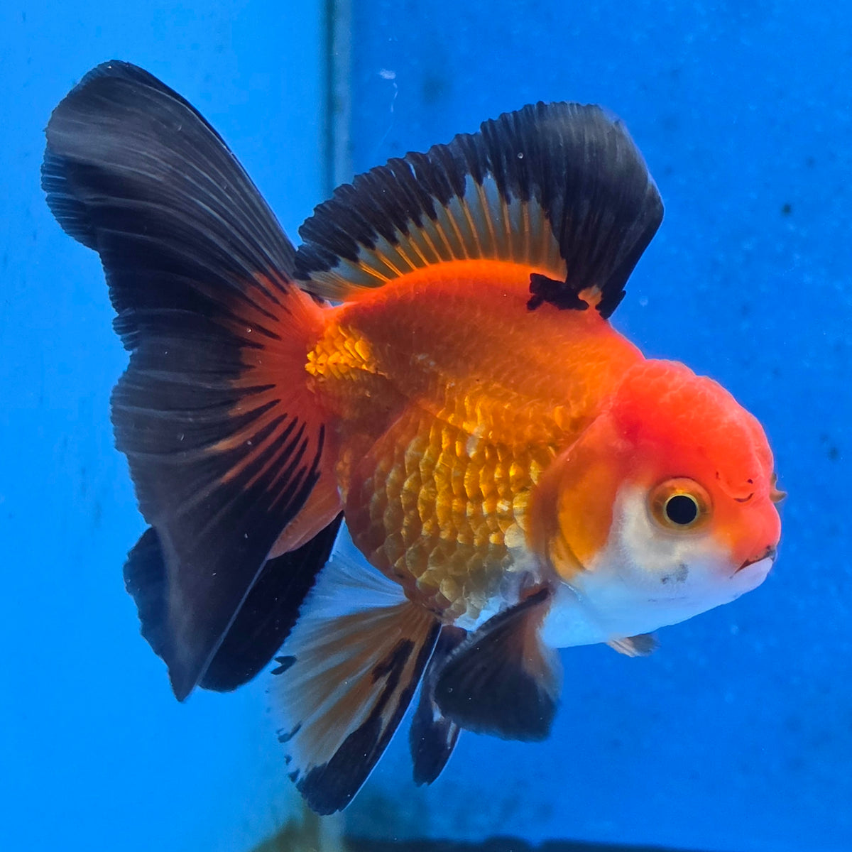Thai Oranda Apache 3 inch Body Male (FEB-871)R2B02