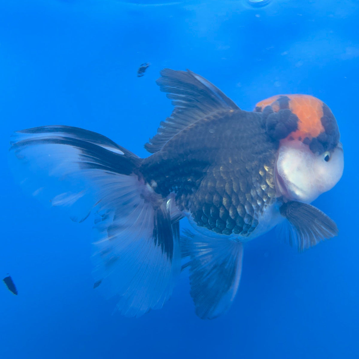 Thai Oranda Red Cap Panda 3.5" Body Male (FEB-751)R2B07