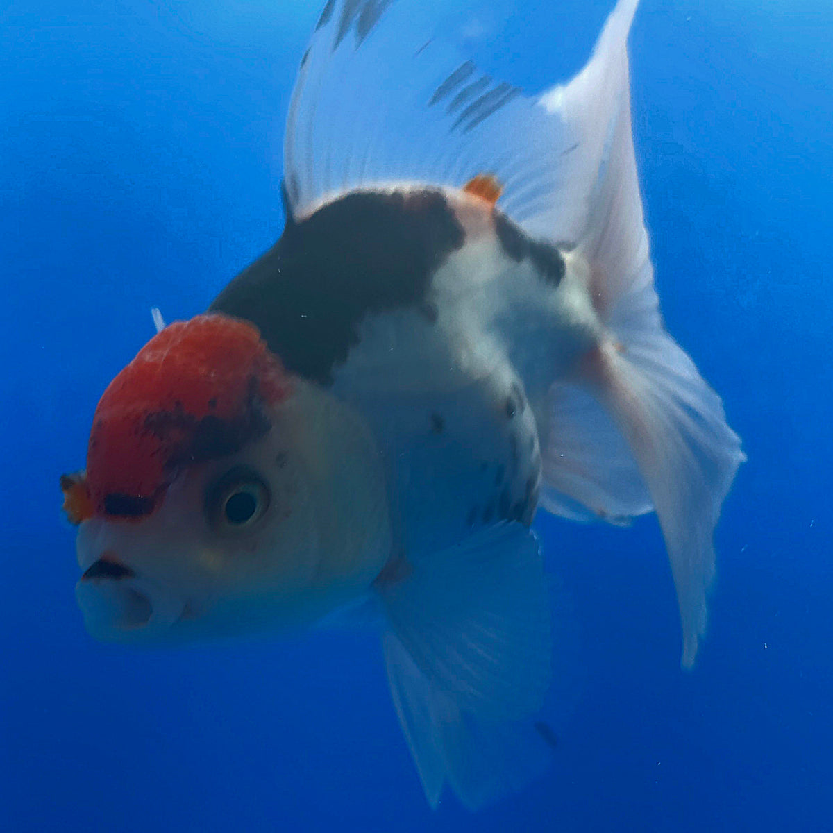 Thai Oranda Red Cap Panda 3.00" Body Female (FEB-785)R1B03