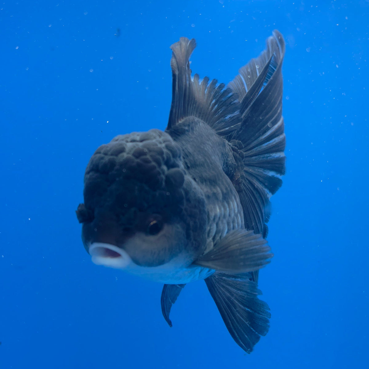 Thai Oranda Black 3.80" Body Female (FEB-770)R2B07