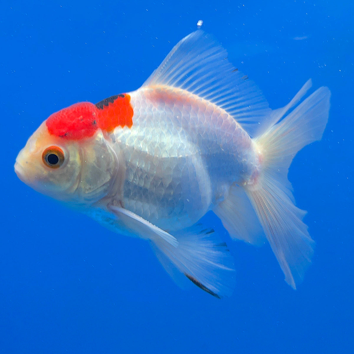 Thai Oranda Red Cap White 3.00 inch Body Male(FEB-841)R2B04