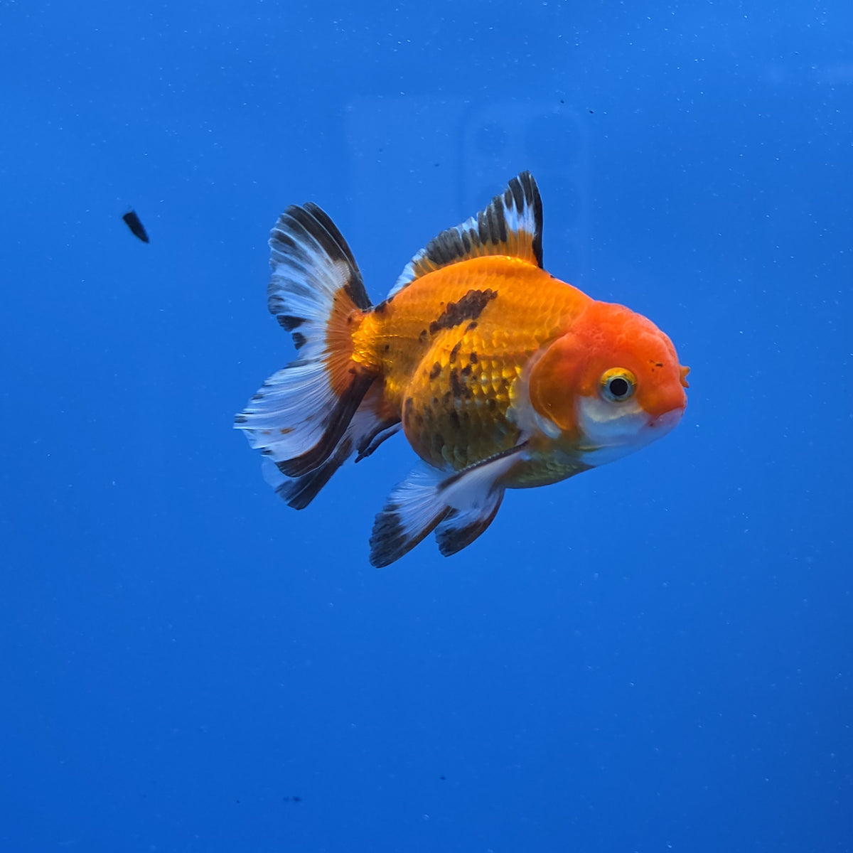 Thai Oranda Apache 2.50" Body male (FEB-749)R2B01