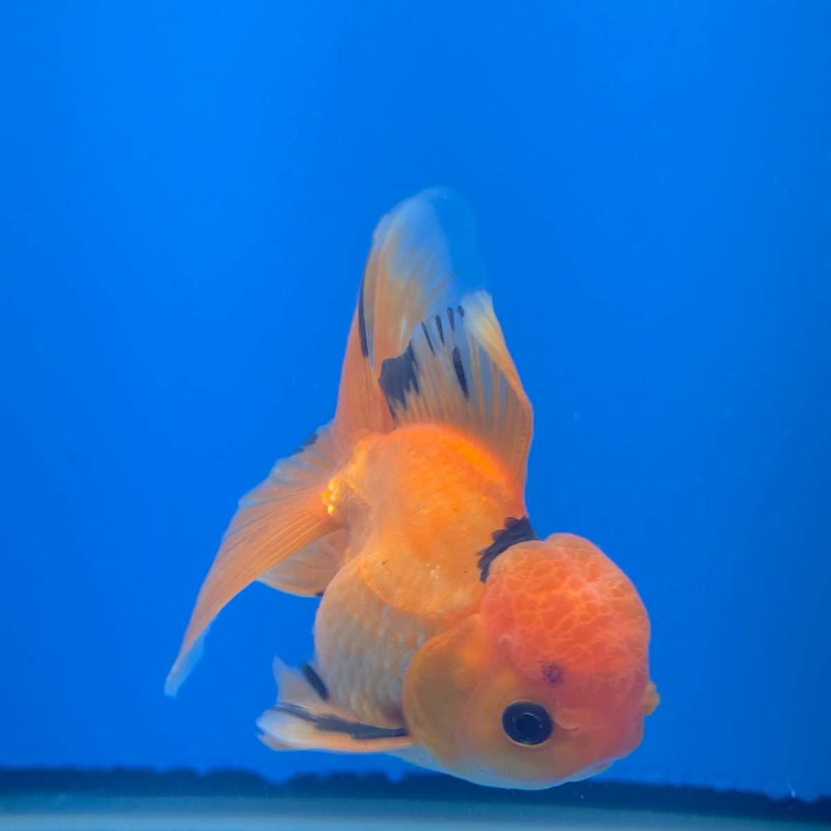 Thai Oranda Apache 3.5" Body Male (FEB-772)R2B07
