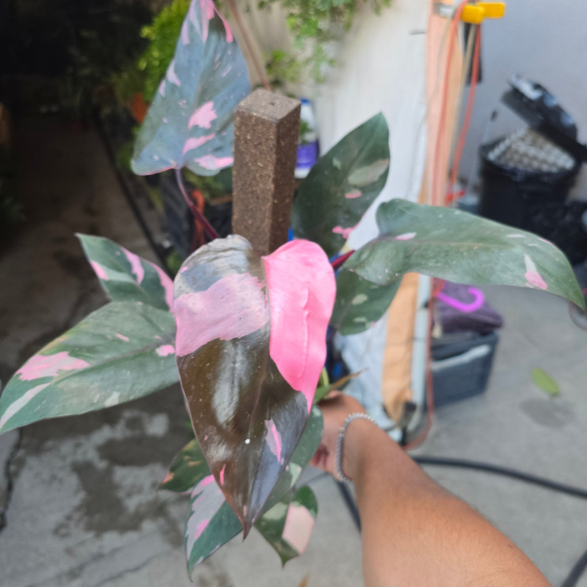 6 inch pot - Pink Princess Philodendron Live Plant indoor - Get similar big plant