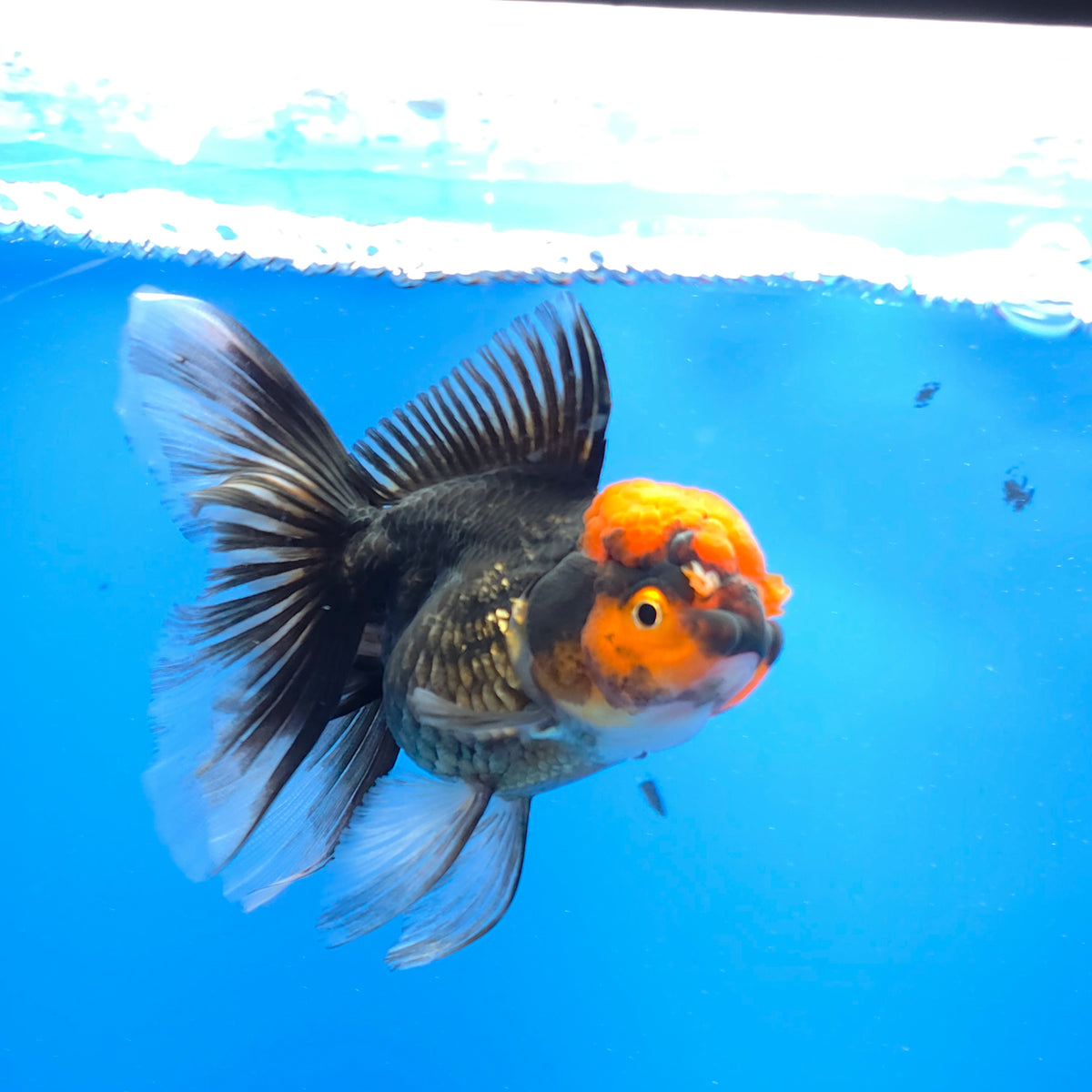 Thai Oranda Red Cap Panda 3.00" Body Female(FEB-760)R2B07