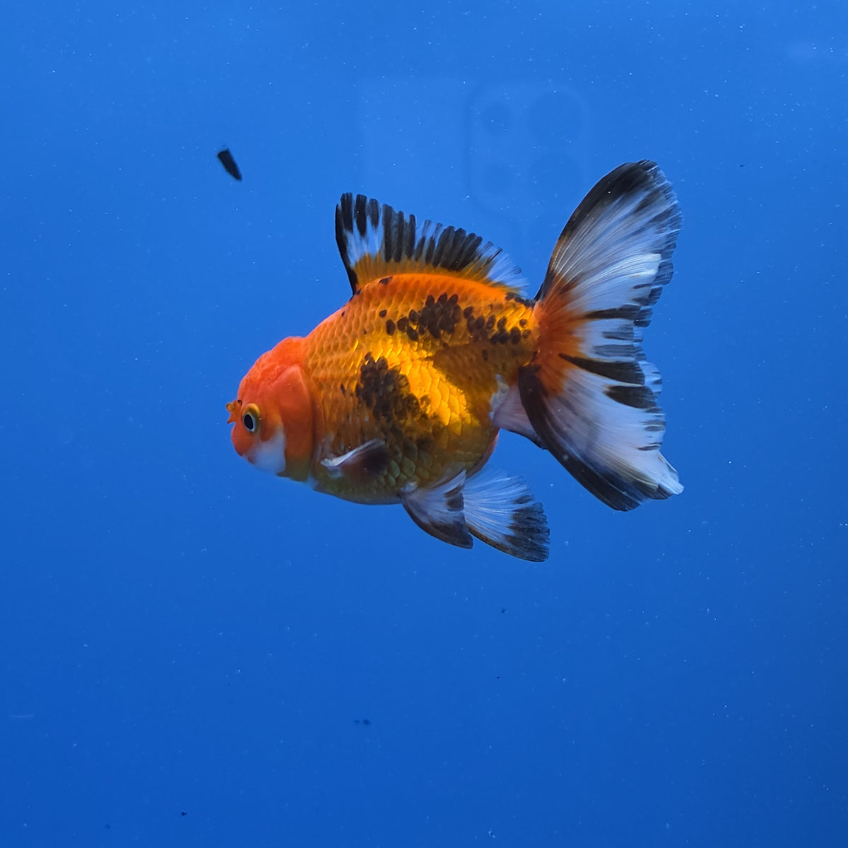 Thai Oranda Apache 2.50" Body male (FEB-749)R2B01