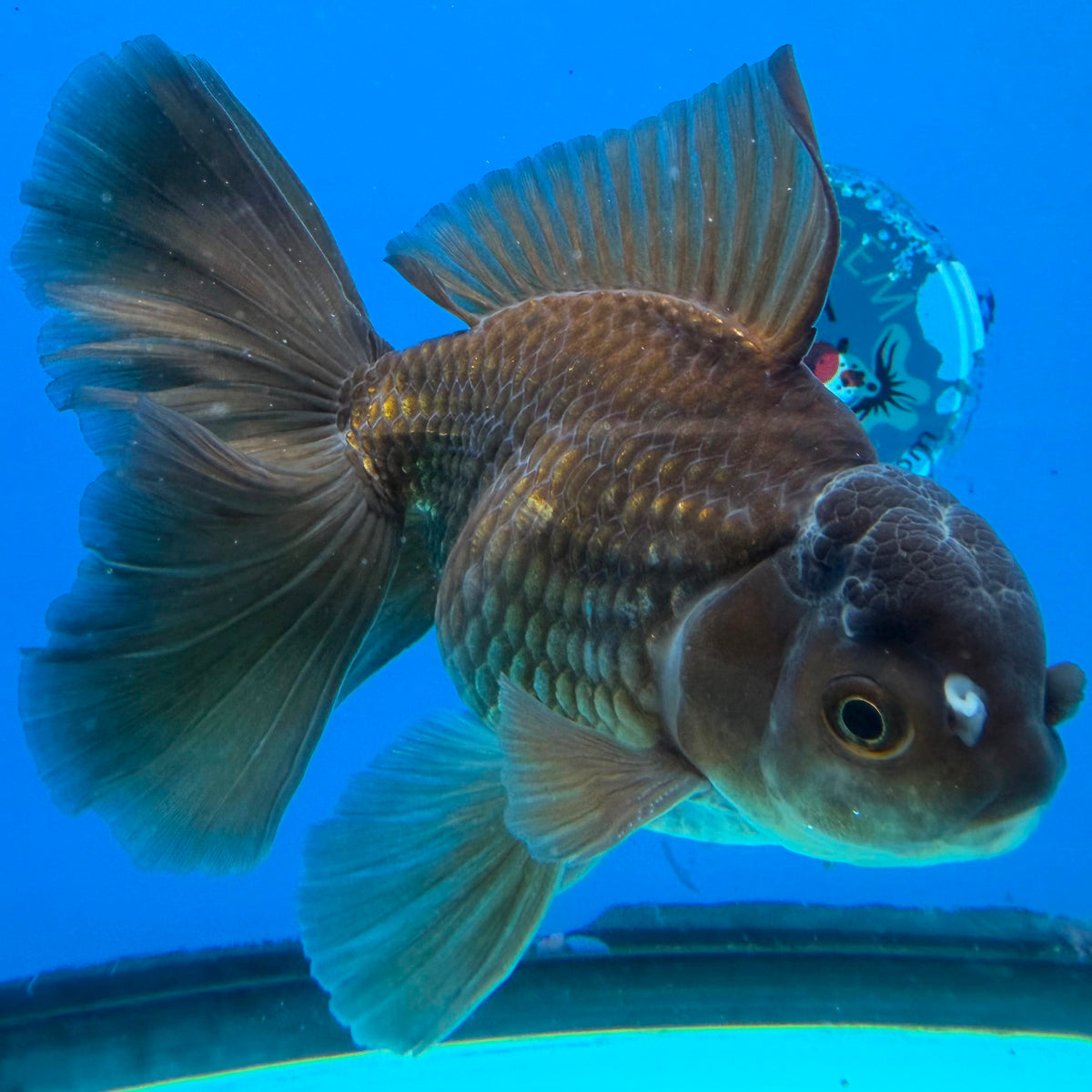 Thai Oranda Super Black 3.5" Male(FEB-426)BLUETUBB