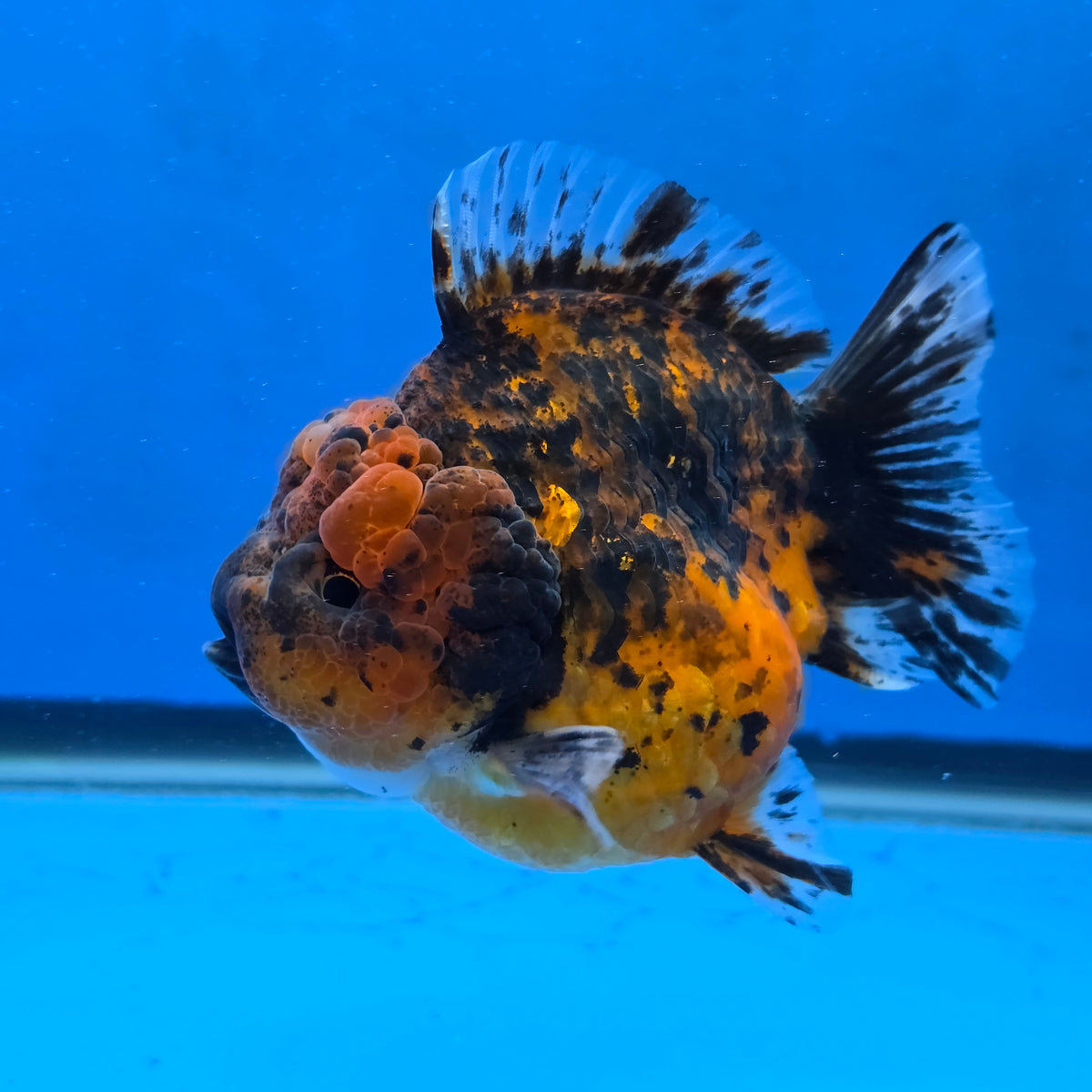 Thai Oranda Red Red Kirin Godzilla 4 inch Body Female (G-FEB-111)BlueTubB