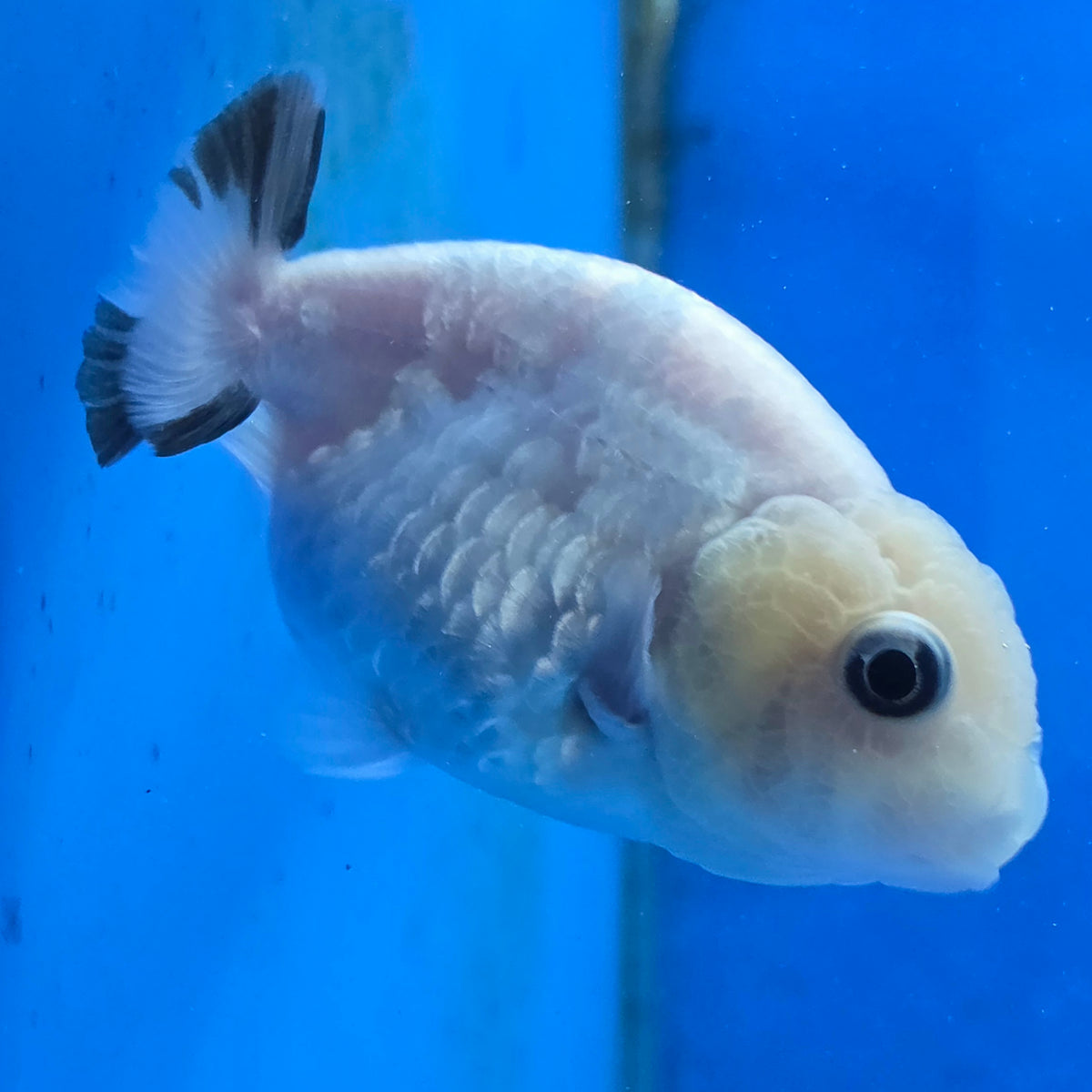 Thai Ranchu White Tiger 2.50" Body Female (FEB-868)R2B02