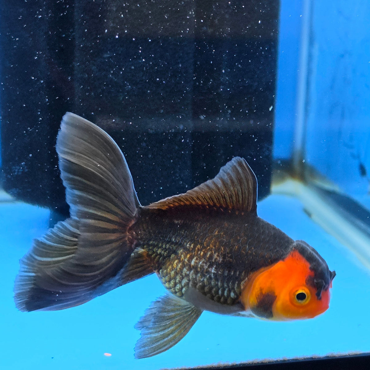 Thai Oranda Red Cap Black 2.50" Body Female (FEB-747)R2B01