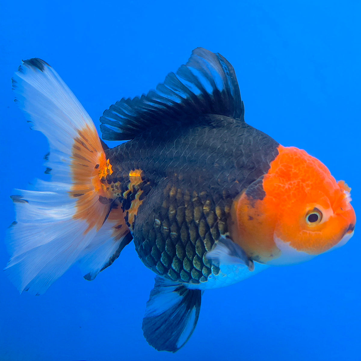 Thai Oranda Jumbo AA Grade Tri-Color 5.50 inch Body Female (FEB-845)R2A14