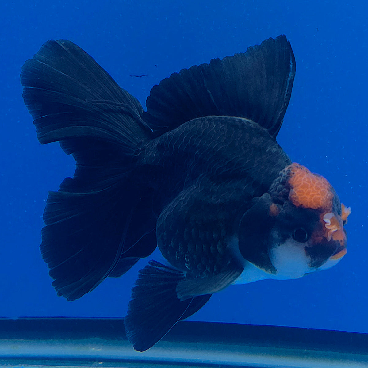 Thai Oranda Red Cap Apache 3.00" Body Male (FEB-791)R1B03