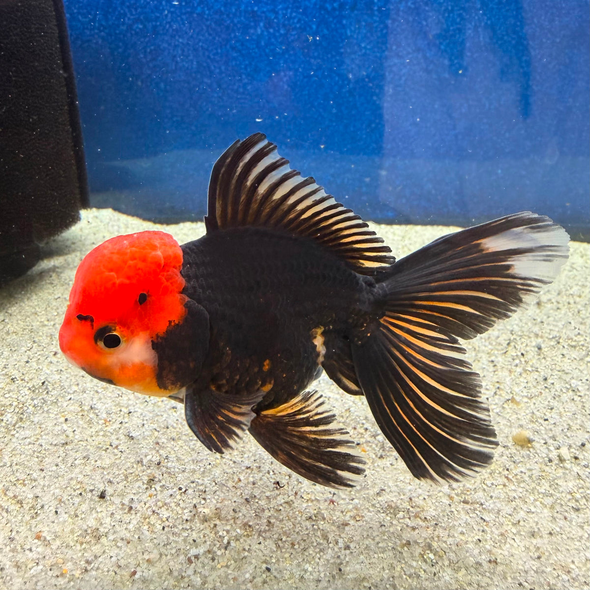 Thai Oranda Apache 3in Female (FEB-497)R2B07