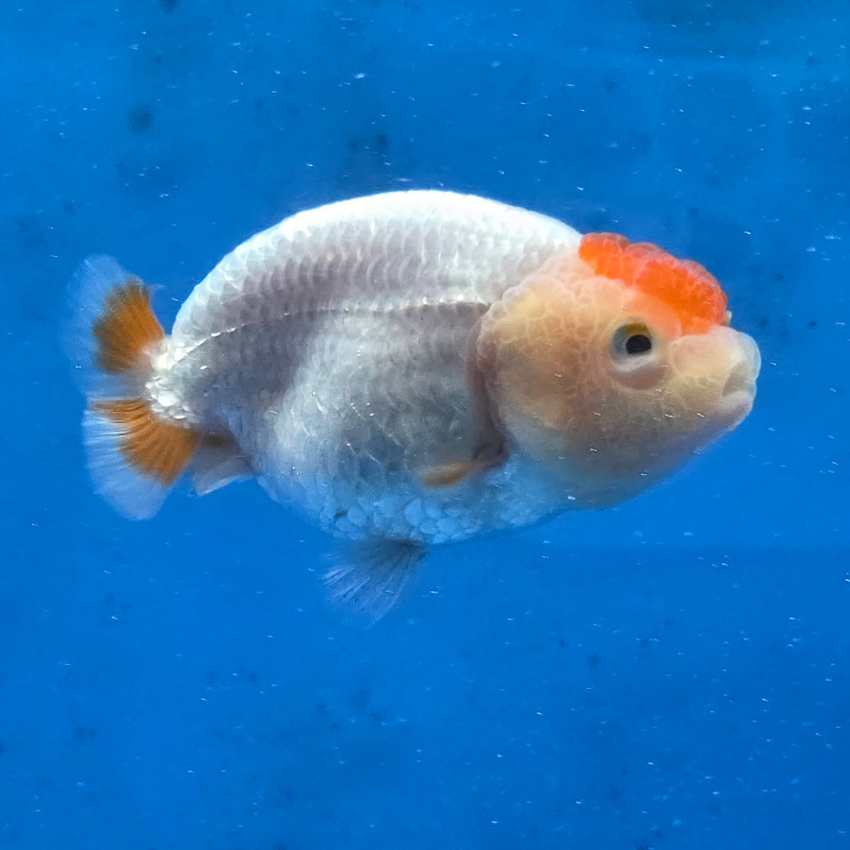 Thai Ranchu 2.50" Body Female (G-FEB-100)R2B11