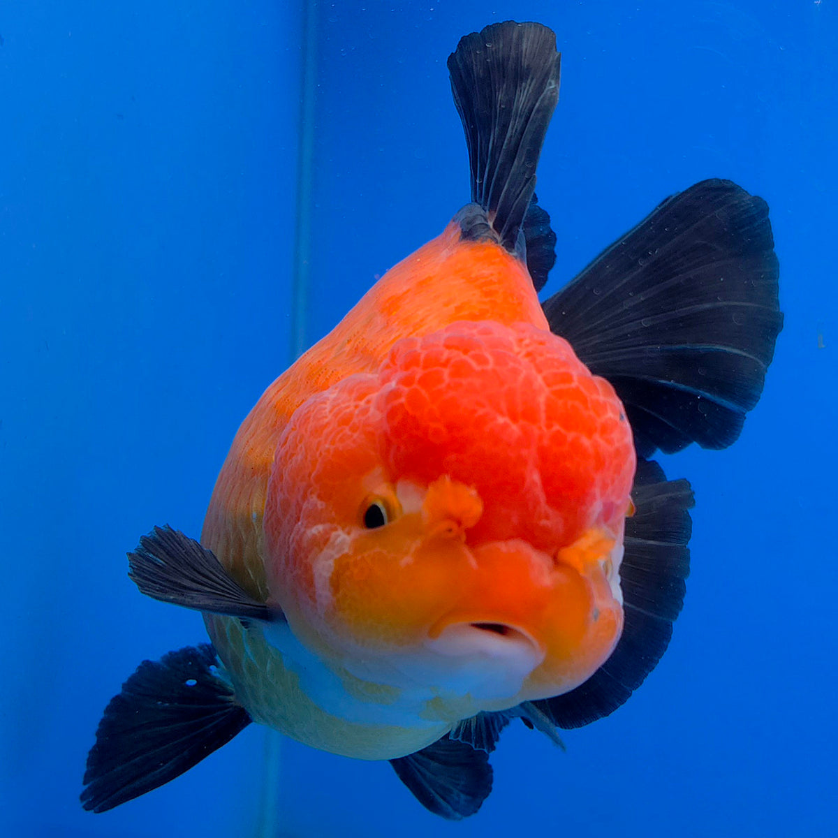 Thai Oranda Jumbo AAA Grade Apache 4.50 inch Body Female(FEB-846)R2A14