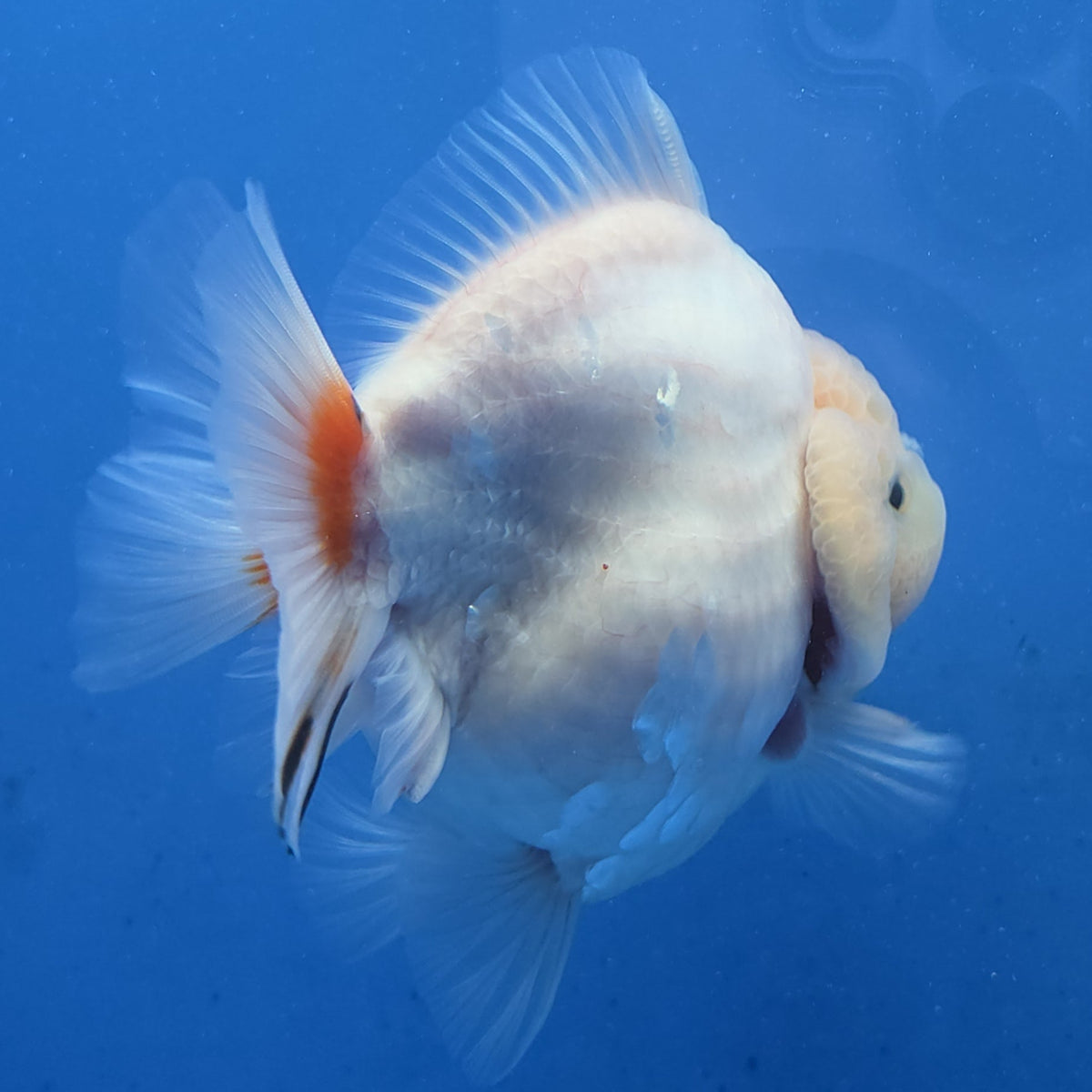 Thai Oranda Red Cap Tri color Sakuda Godzilla 4 inch Body male (G-FEB-113)BlueTubB