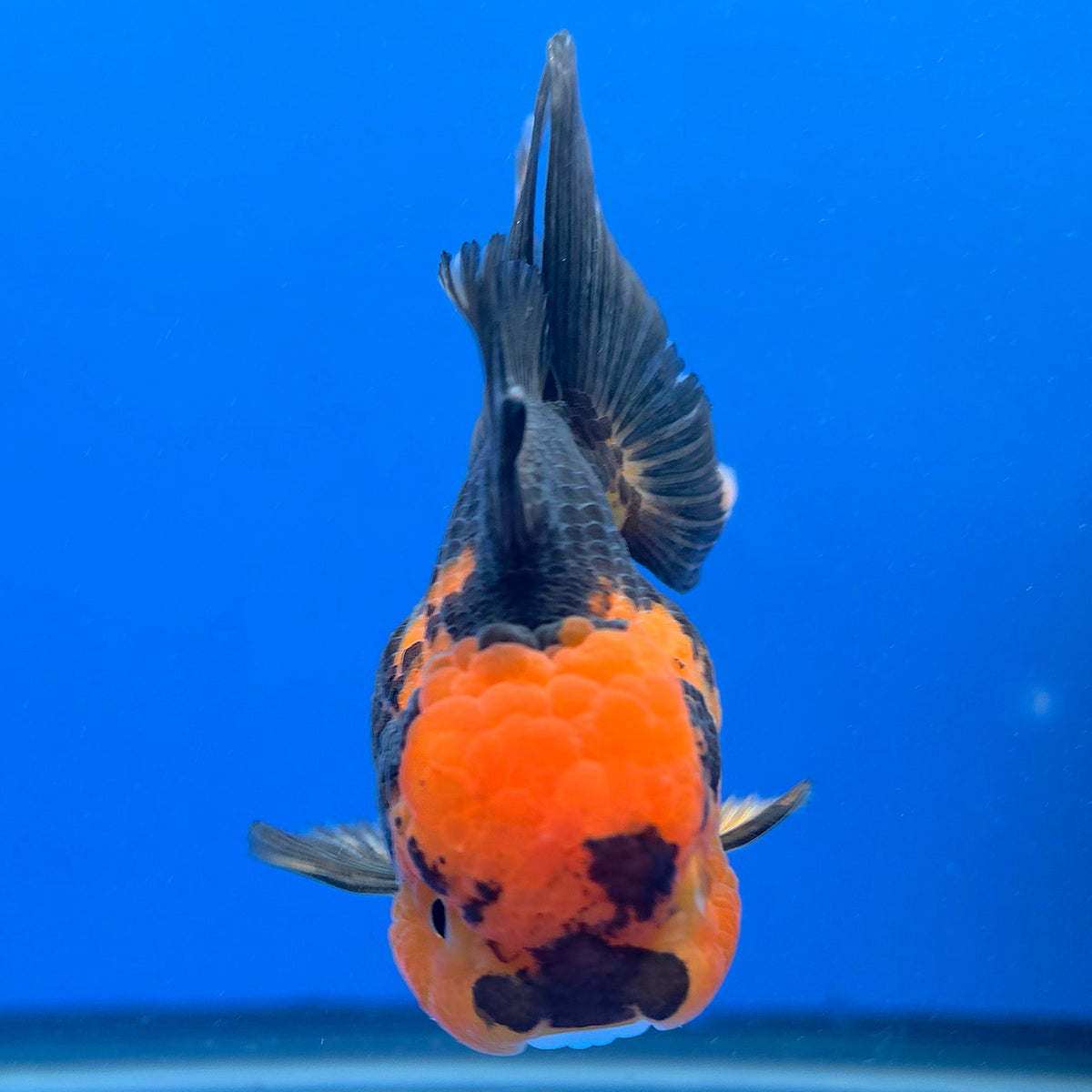 Thai Oranda Apache Tiger 3.25” Female(FEB-888)R2B09