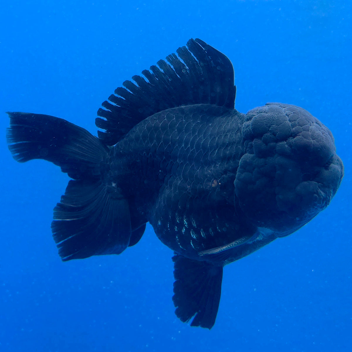 Thai Oranda Super Black 3.5" Body Male (FEB-850)R2A10