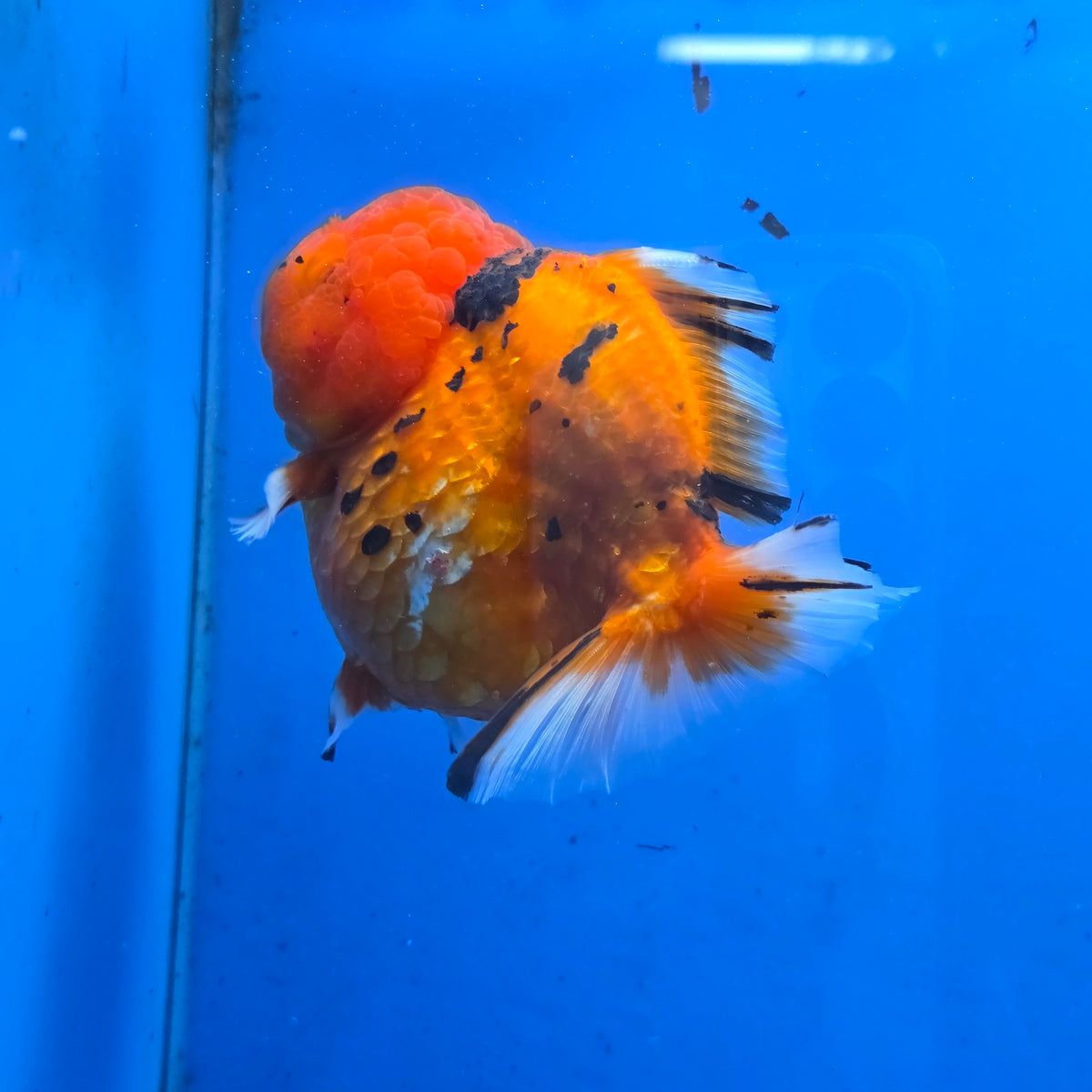 Thai Oranda Red Tiger Sakura Godzilla 5 inch Orchid Tail Body Female (G-FEB-107)BlueTubB