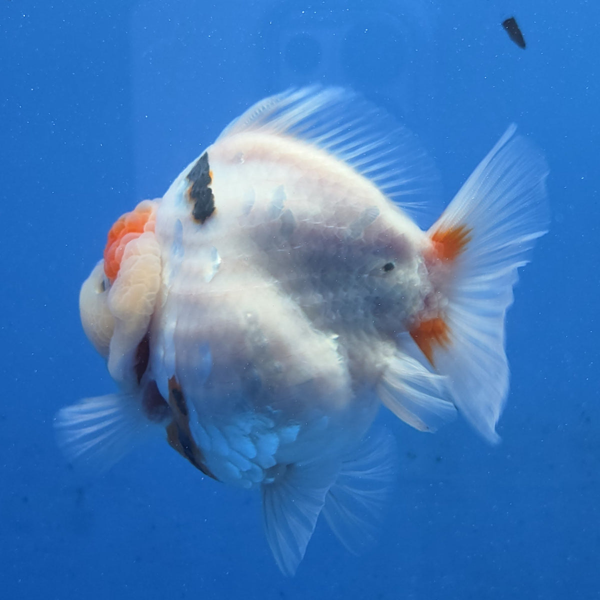Thai Oranda Red Cap Tri color Sakuda Godzilla 4 inch Body male (G-FEB-113)BlueTubB