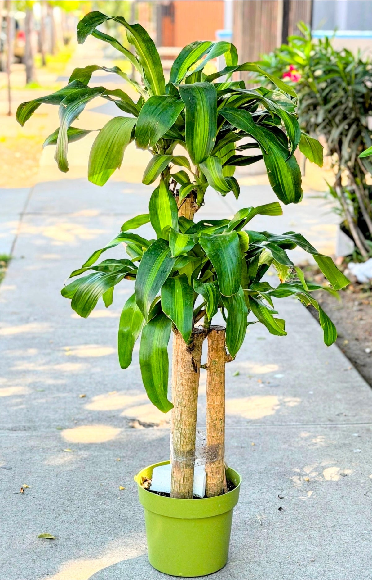 10 Inch Pot - XL 4 ft tall Live Dracaena Massangeana Corn Plant, Dracaena Fragrans Plant - Get similar to the pictur