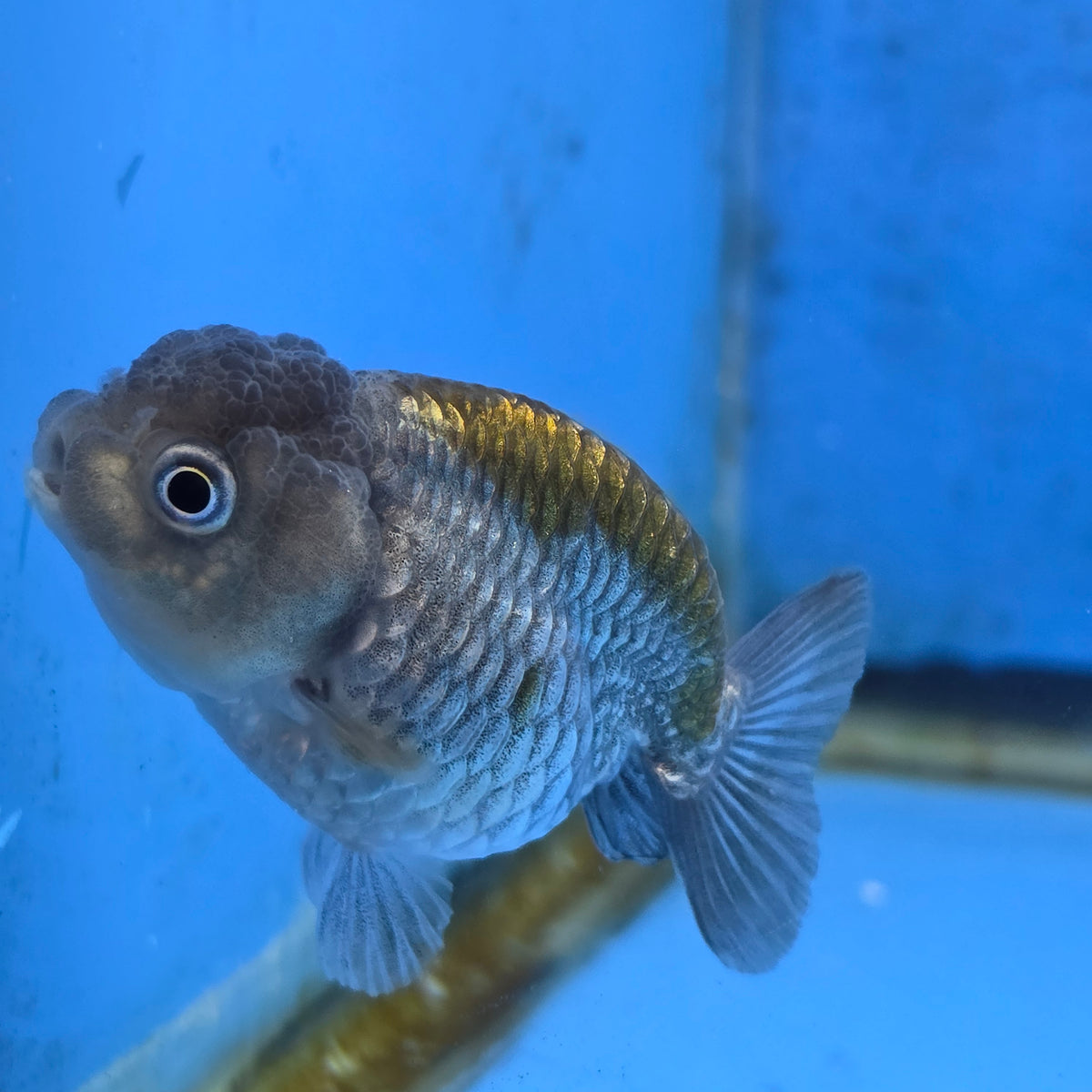 Thai Ranchu Copper Silver Calico 2.50" Body (FEB-876)R2B06