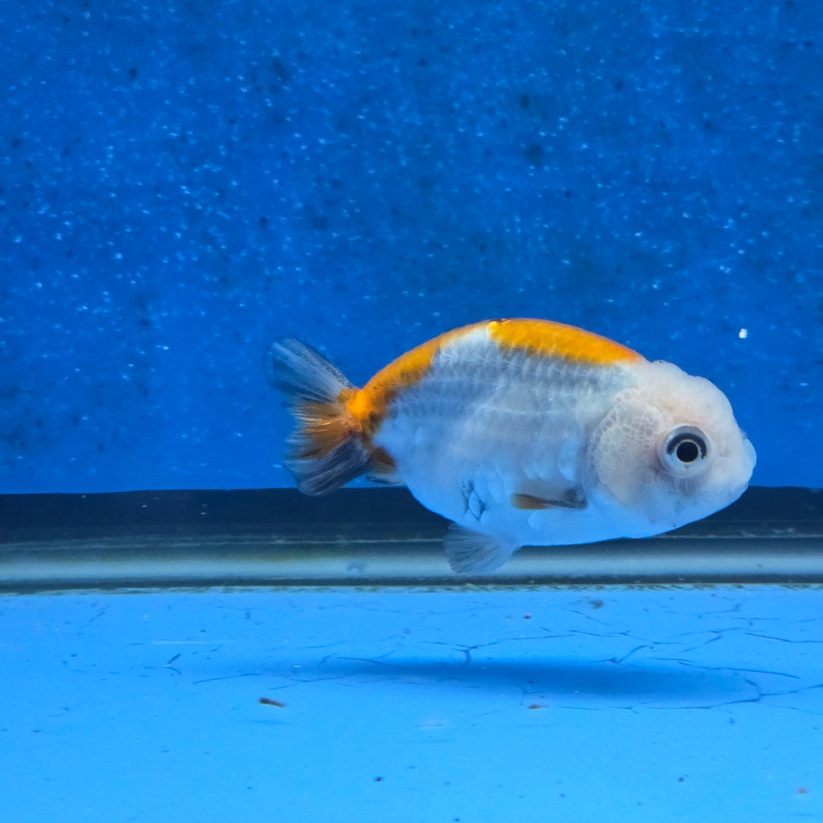 Thai Ranchu Red White Calico 2.00" Body Female (FEB-872)R2B06