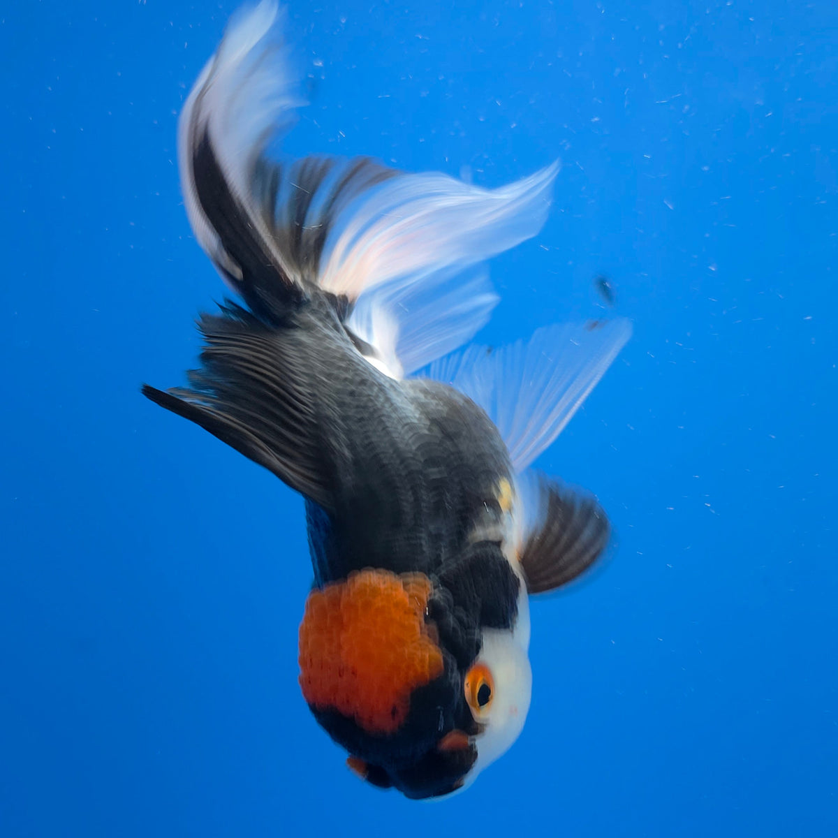 Thai Oranda Panda 3.00" Body Female (FEB-769)R2B07