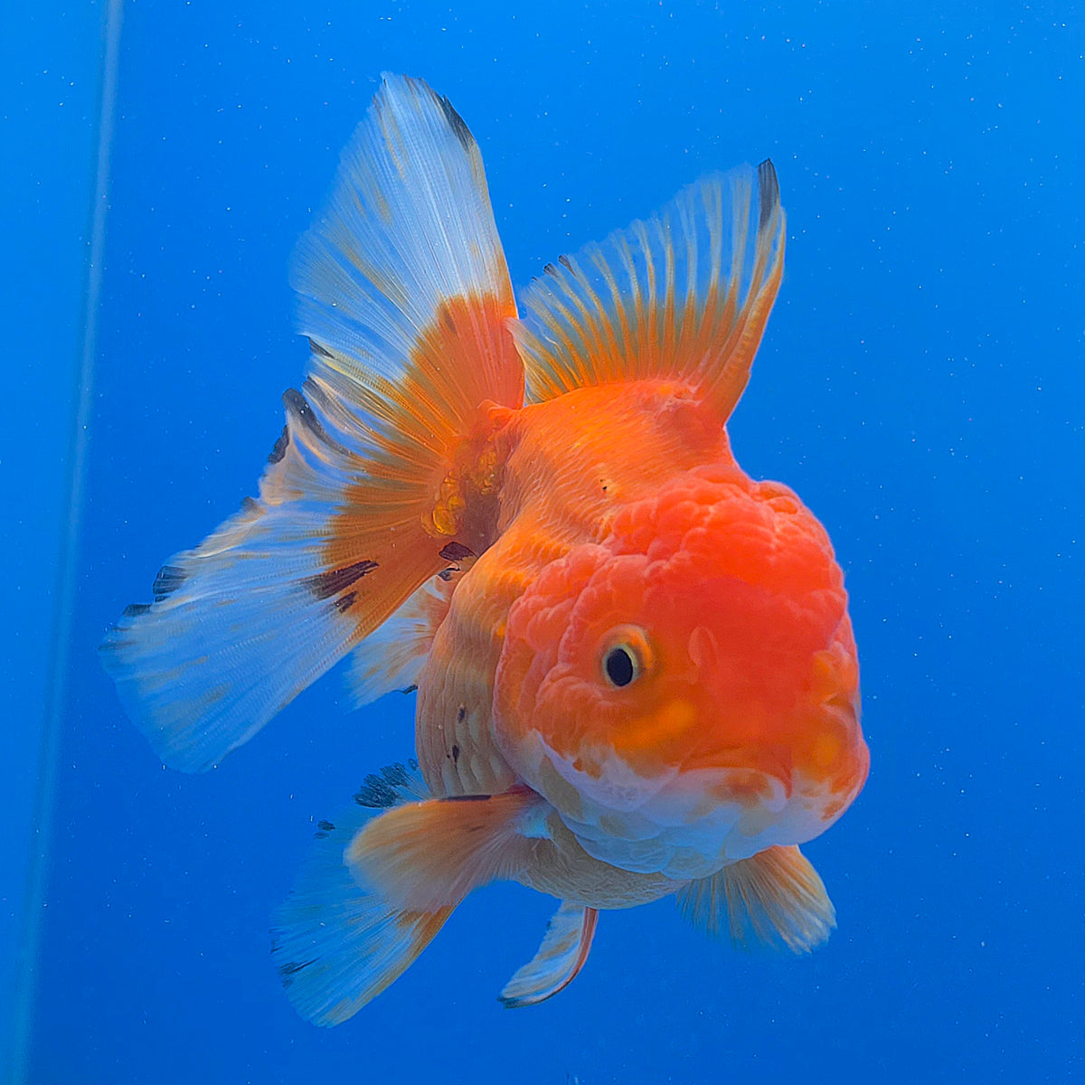 Thai Oranda Red Apache 3.80" Body Female (FEB-803)R1B04