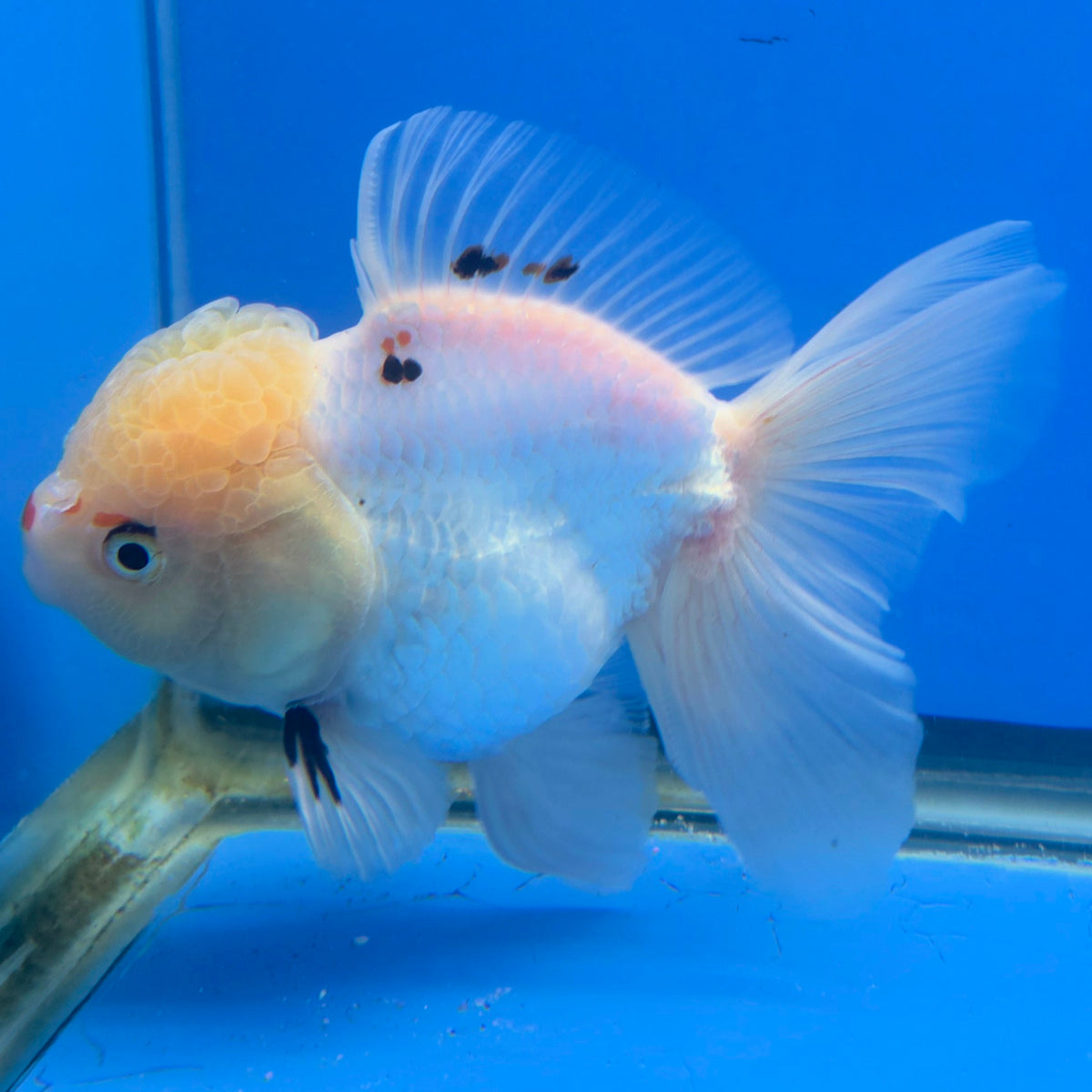 Thai Oranda Lemonhead Panda 3.5" Body Female (FEB-885)R2B08