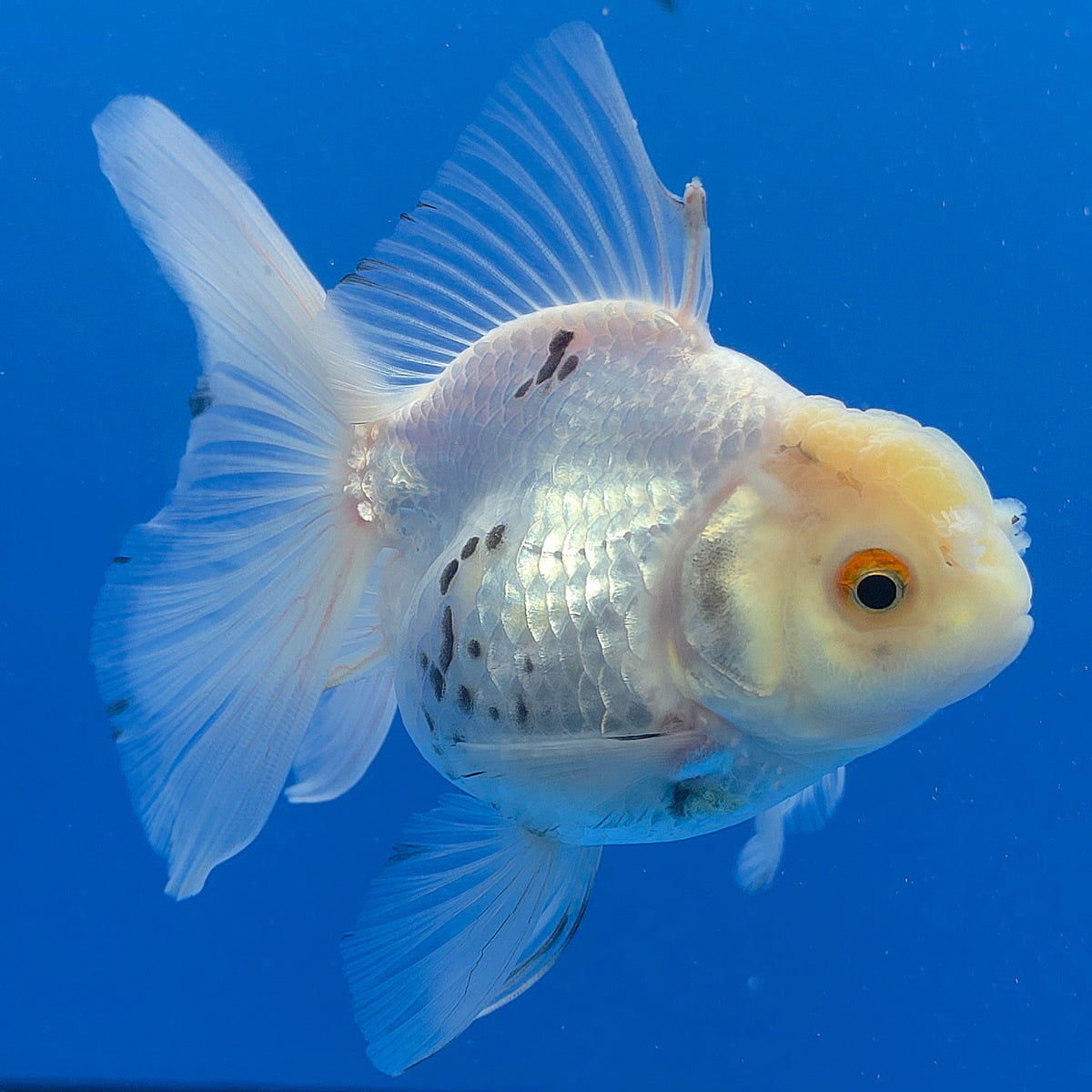 Thai Oranda Lemomhead White 3.00" Body Female (FEB-792)R1B03