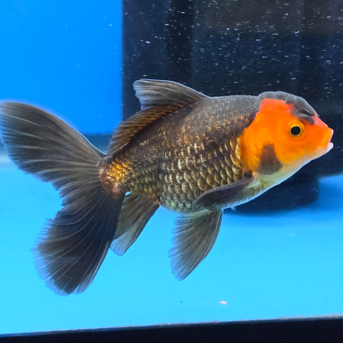 Thai Oranda Red Cap Black 2.50" Body Female (FEB-747)R2B01