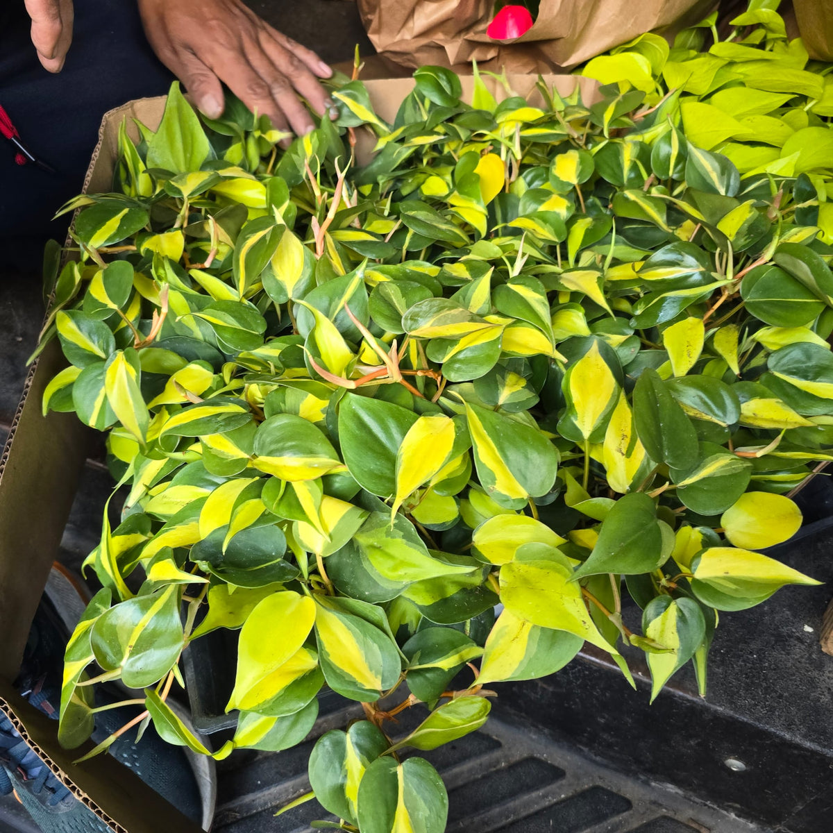 Brasil Philodendron in 4 inch pot