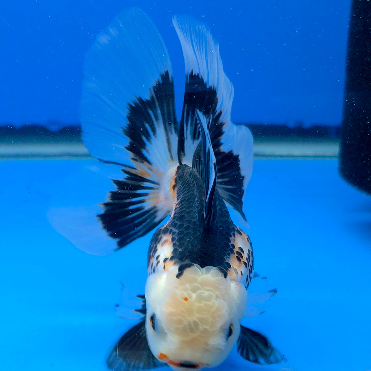 Thai Oranda Lemomhead Tri-Color 3.00 inch Body Female(FEB-843)R2B07