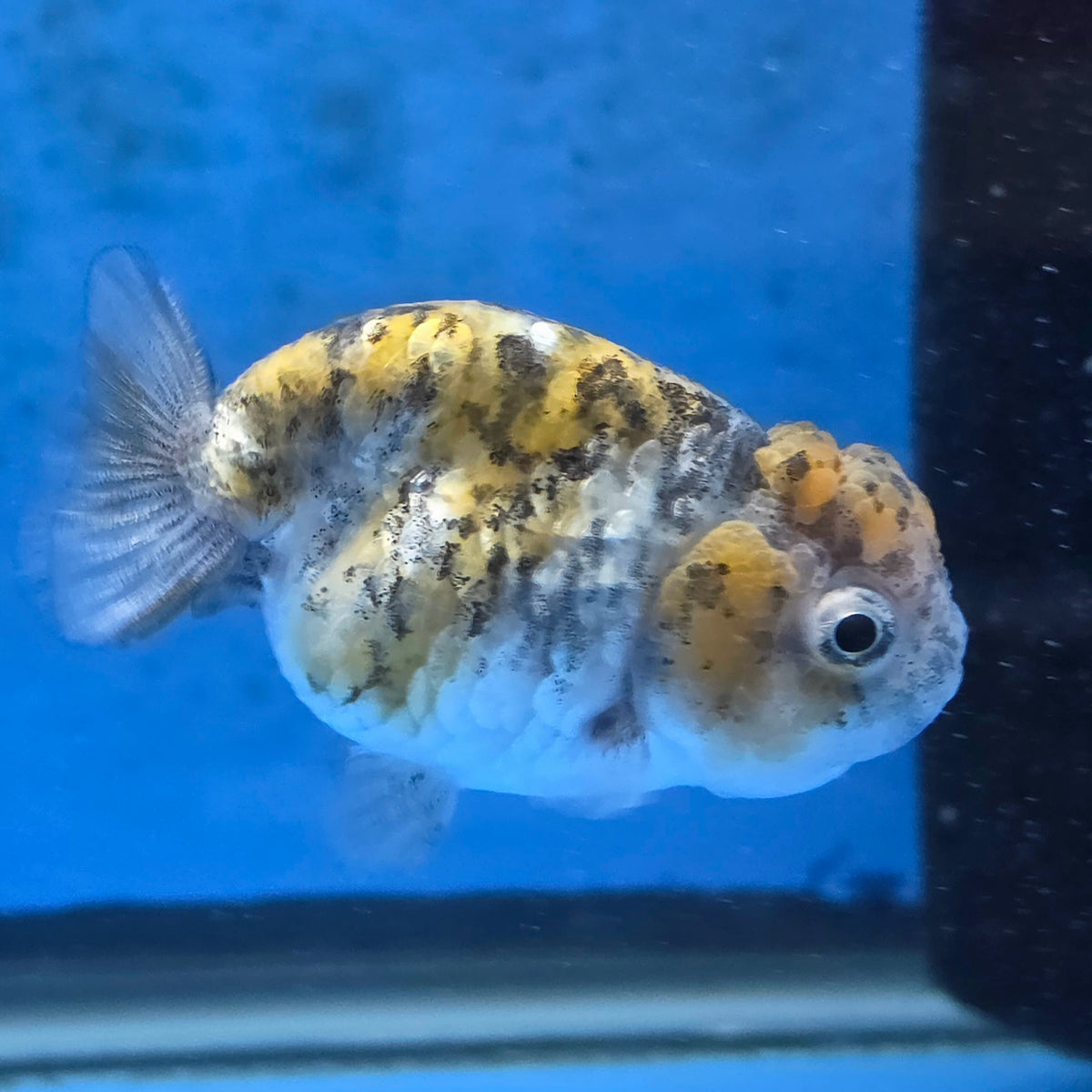 Thai Ranchu Calico Tiger 2.50" Body (FEB-881)R2B06