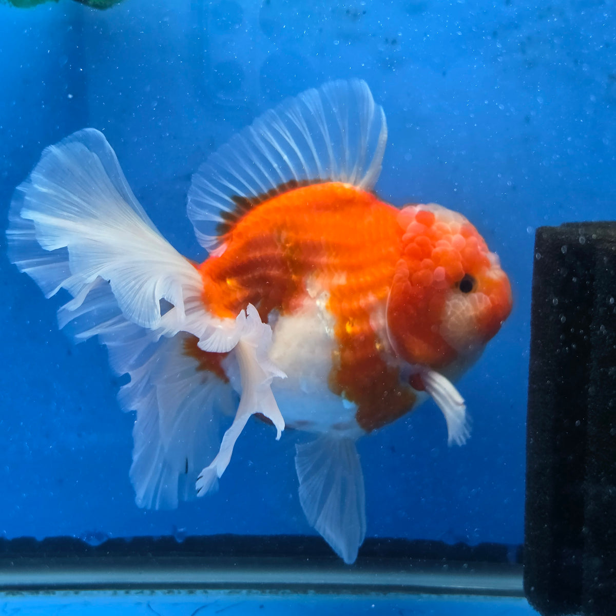 Thai Oranda Red and White Sakura Godzilla 4.5” Orchid Tail Body Female (G-FEB-104)BlueTubB
