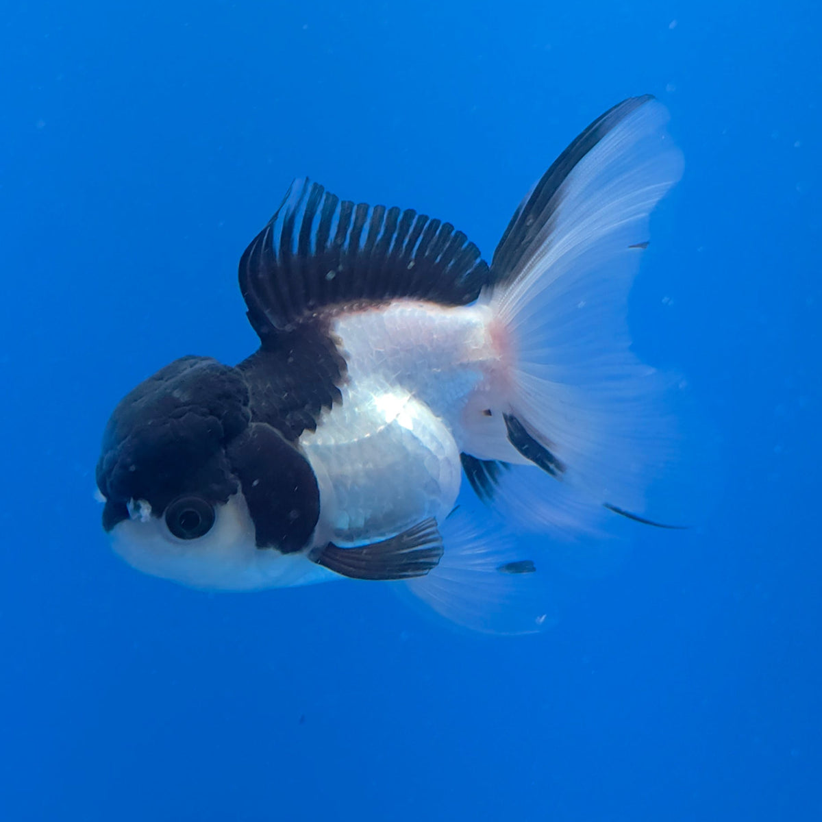 Thai Oranda Panda 3.00" Body Female (FEB-755)R2B07