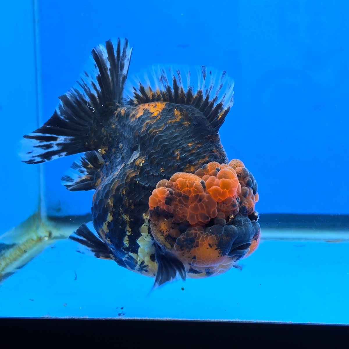 Thai Oranda Black Tiger Godzilla 4” Body Male (G-FEB-102)BlueTubB