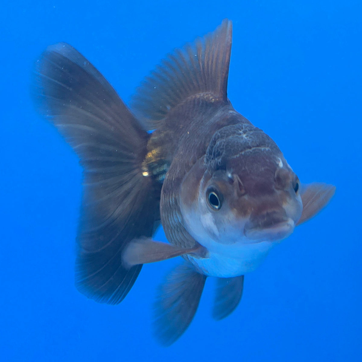 Thai Oranda Panda 3.25” Female(FEB-892)R2B11