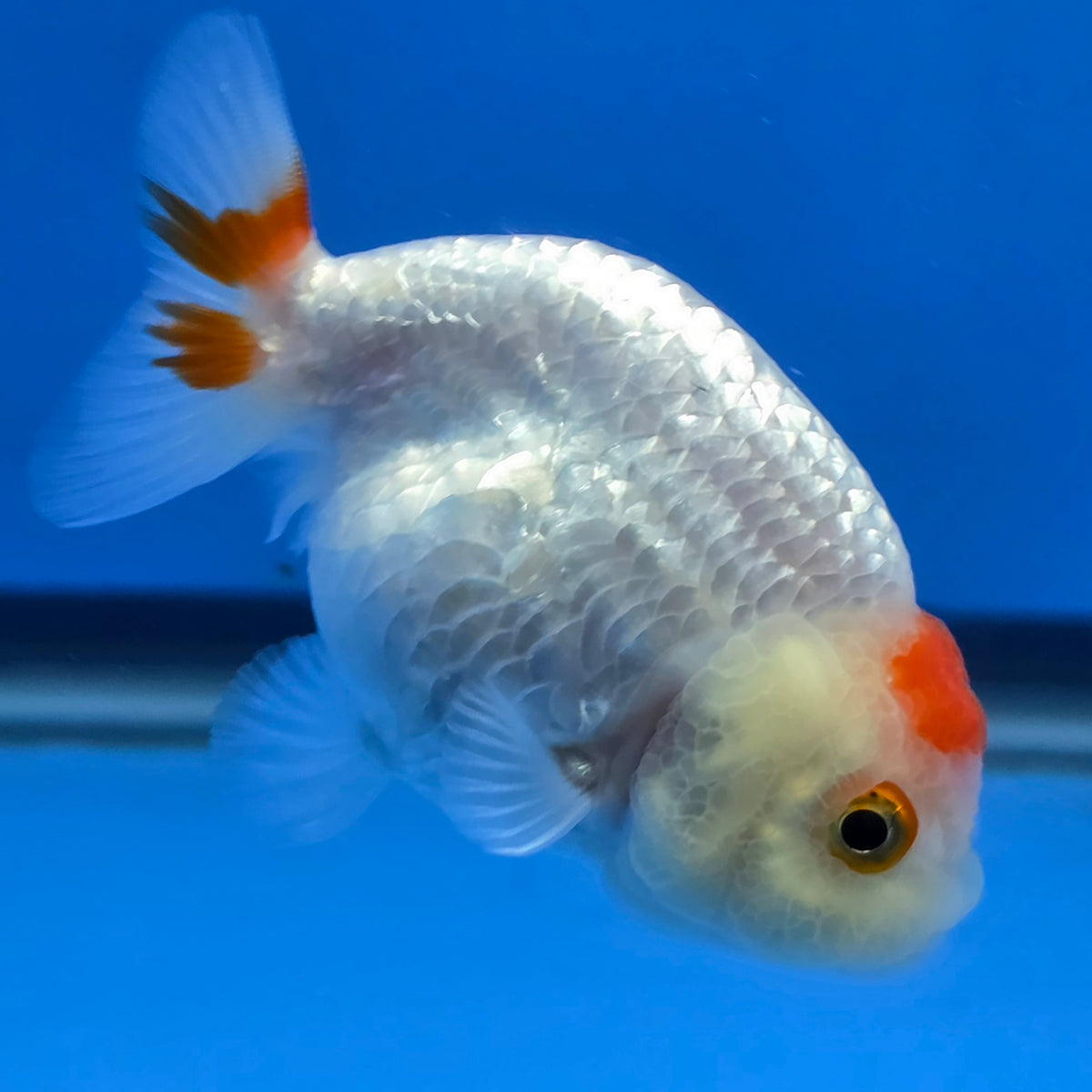 Thai Ranchu Tancho Dragon Scale 2.50" Body Female (FEB-811)R2B05