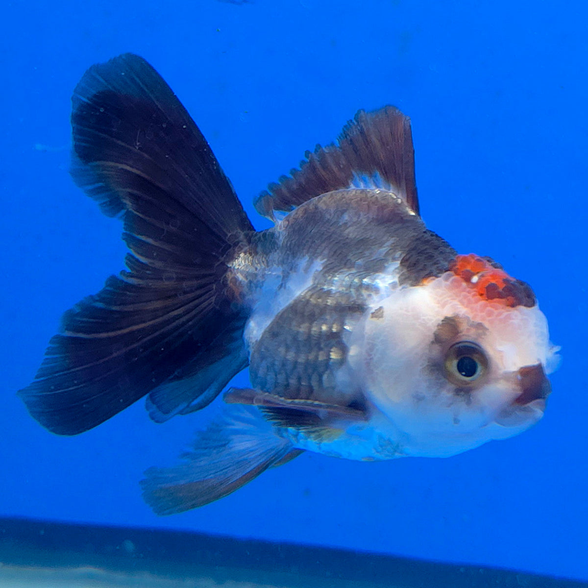 Thai Oranda Tri-Color 2.50" Body Female (FEB-865)R2B15