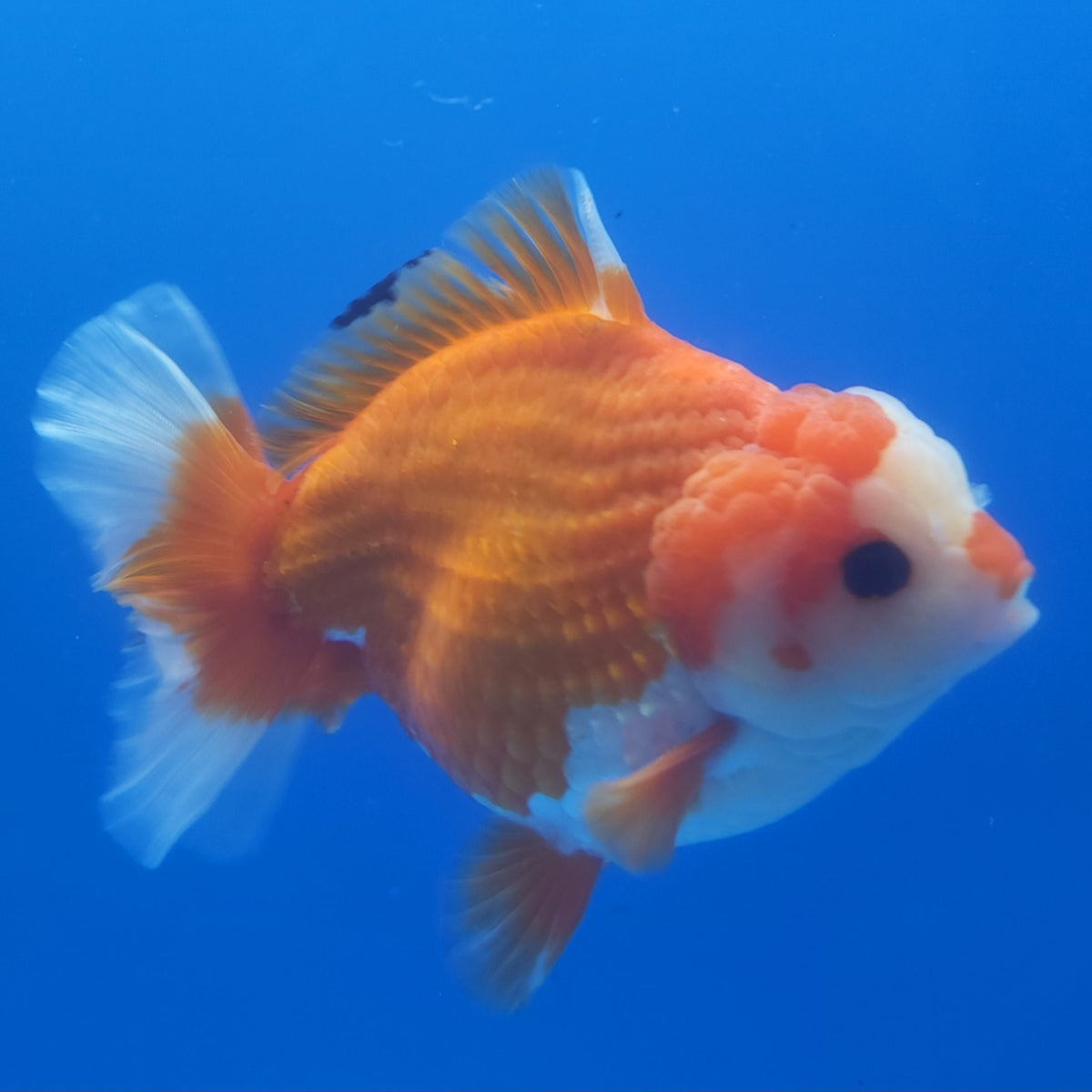Thai Jumbo Oranda Red & White 5in Female (FEB-235)R2A06